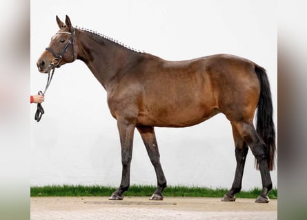Westfale, Stute, 16 Jahre, 167 cm, Brauner