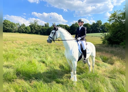 Westfale, Stute, 16 Jahre, 168 cm, Schimmel