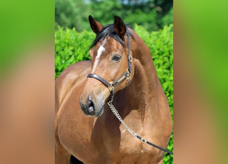 Westfale, Stute, 16 Jahre, 170 cm, Brauner