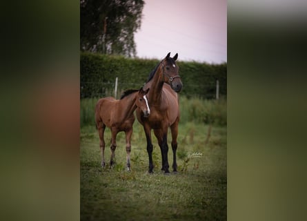 Westfale, Stute, 16 Jahre, 172 cm, Brauner