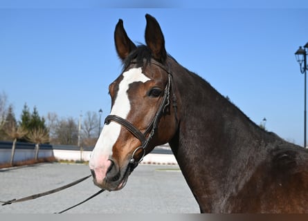 Westfale, Stute, 16 Jahre, Rotbrauner