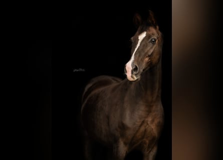 Westfale, Stute, 17 Jahre, 165 cm, Dunkelfuchs