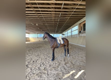 Westfale, Stute, 17 Jahre, 168 cm, Brauner
