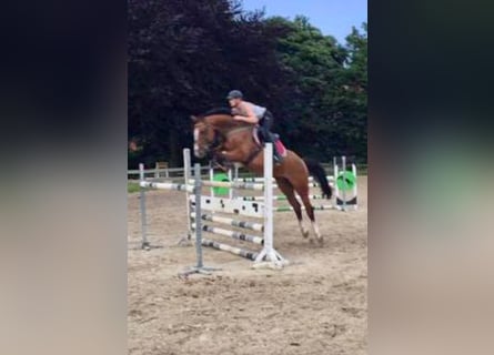 Westfale, Stute, 17 Jahre, 168 cm, Brauner