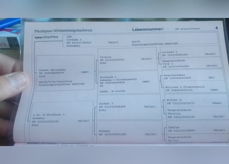 Westfale, Stute, 17 Jahre, 176 cm, Schwarzbrauner
