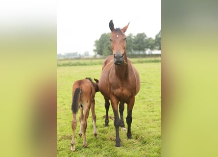 Westfale, Stute, 17 Jahre, Brauner