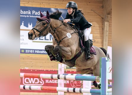 Westfale, Stute, 18 Jahre, 165 cm