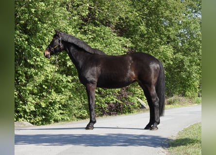 Westfale, Stute, 18 Jahre, 168 cm, Dunkelbrauner