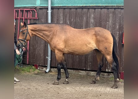 Westfale, Stute, 19 Jahre, 170 cm, Dunkelbrauner