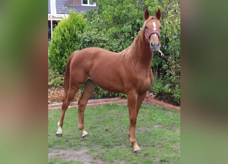 Westfale, Stute, 1 Jahr, 170 cm, Fuchs