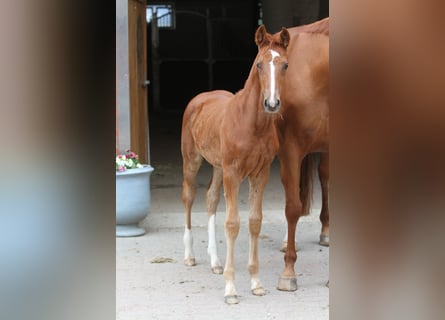 Westfale, Stute, 1 Jahr, 172 cm, Dunkelfuchs