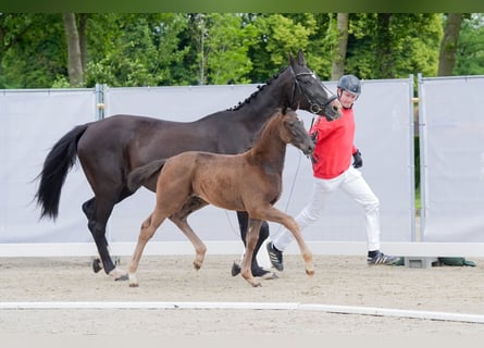 Westfale, Stute, 1 Jahr, Brauner