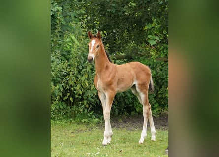 Westfale, Stute, 1 Jahr, Hellbrauner