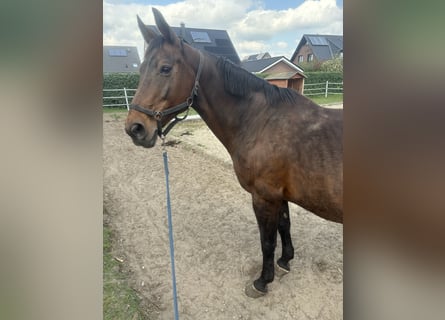 Westfale, Stute, 21 Jahre, 170 cm, Brauner