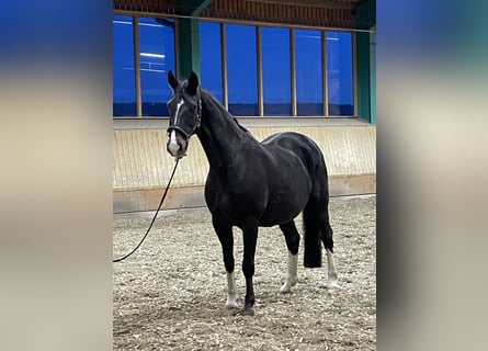 Westfale, Stute, 22 Jahre, 165 cm