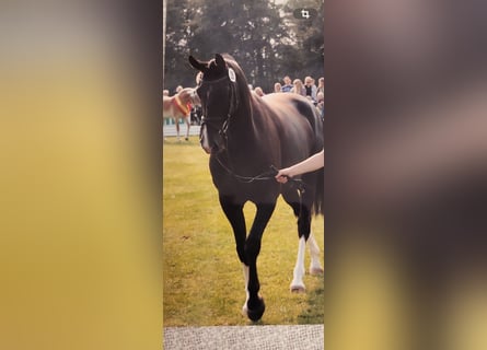 Westfale, Stute, 22 Jahre, 165 cm