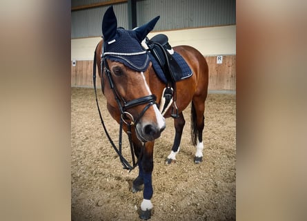 Westfale, Stute, 23 Jahre, 171 cm, Brauner