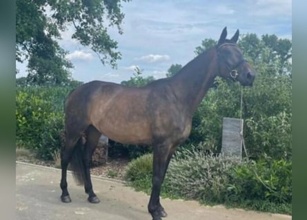 Westfale, Stute, 23 Jahre, 172 cm, Dunkelbrauner