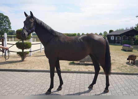 Westfale, Stute, 2 Jahre, 160 cm, Rappe