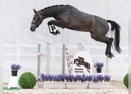 Westfale, Stute, 2 Jahre, 160 cm, Schimmel