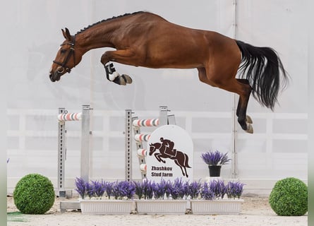 Westfale, Stute, 2 Jahre, 161 cm, Brauner