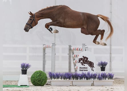 Westfale, Stute, 2 Jahre, 161 cm, Fuchs