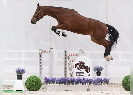 Westfale, Stute, 2 Jahre, 162 cm, Brauner