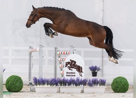 Westfale, Stute, 2 Jahre, 162 cm, Brauner