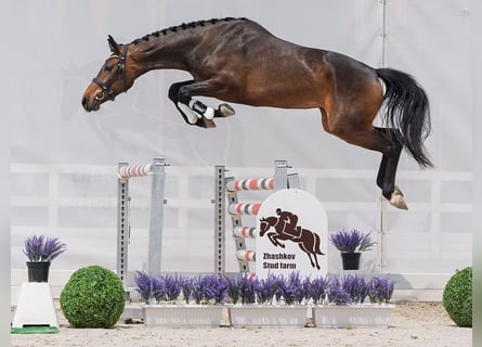 Westfale, Stute, 2 Jahre, 162 cm, Brauner