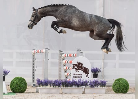 Westfale, Stute, 2 Jahre, 162 cm, Schimmel