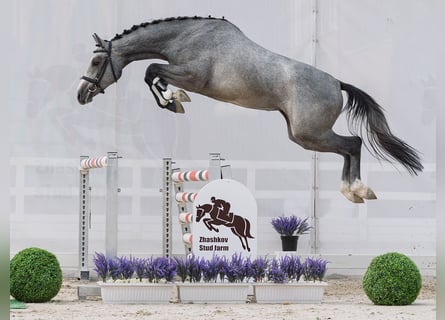 Westfale, Stute, 2 Jahre, 163 cm, Schimmel