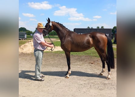 Westfale, Stute, 2 Jahre, 165 cm, Dunkelbrauner