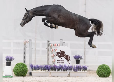 Westfale, Stute, 2 Jahre, 166 cm, Schimmel
