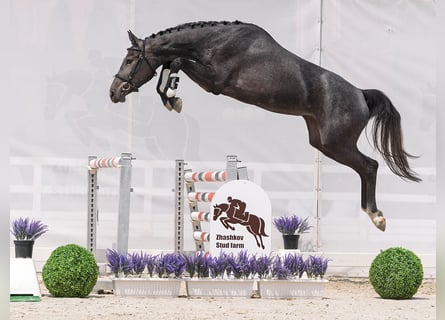 Westfale, Stute, 2 Jahre, 166 cm, Schimmel