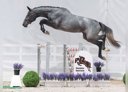 Westfale, Stute, 2 Jahre, 166 cm, Schimmel
