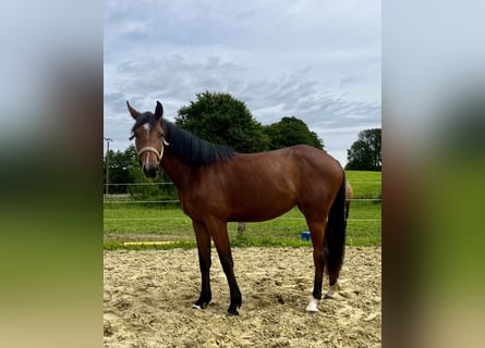 Westfale, Stute, 2 Jahre, 167 cm, Brauner