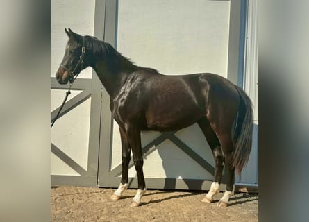 Westfale, Stute, 2 Jahre, 167 cm, Dunkelbrauner