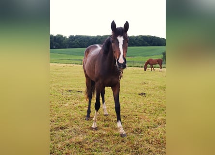 Westfale, Stute, 2 Jahre, 170 cm, Brauner