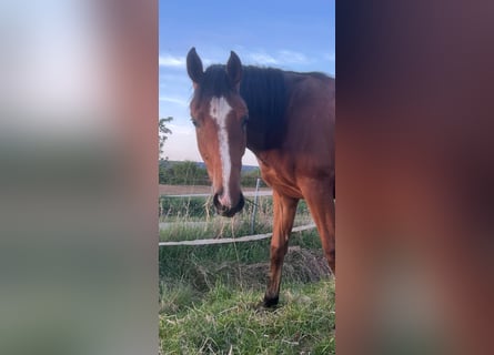 Westfale, Stute, 2 Jahre, 170 cm, Brauner