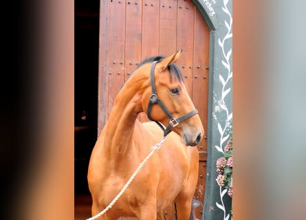 Westfale, Stute, 2 Jahre, 172 cm, Brauner