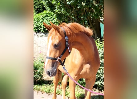 Westfale, Stute, 2 Jahre, 175 cm, Fuchs