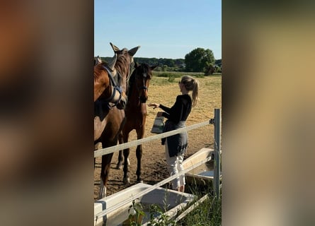 Westfale, Stute, 2 Jahre, 176 cm, Brauner