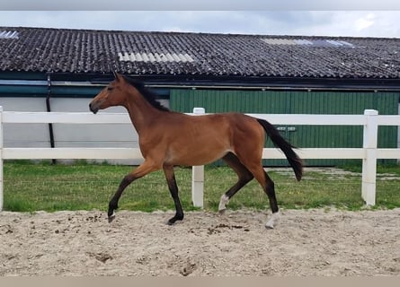 Westfale, Stute, 2 Jahre, Brauner