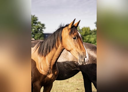 Westfale, Stute, 2 Jahre, Brauner