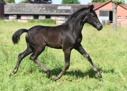 Westfale, Stute, 2 Jahre, Dunkelbrauner