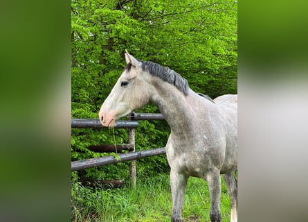 Westfale, Stute, 2 Jahre, Schimmel