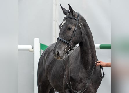 Westfale, Stute, 2 Jahre, Schimmel