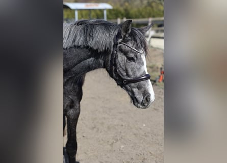 Westfale, Stute, 3 Jahre, 156 cm, Apfelschimmel