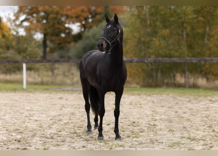Westfale, Stute, 3 Jahre, 157 cm, Dunkelbrauner