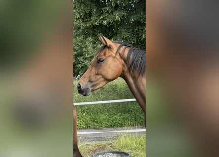 Westfale, Stute, 3 Jahre, 158 cm, Brauner